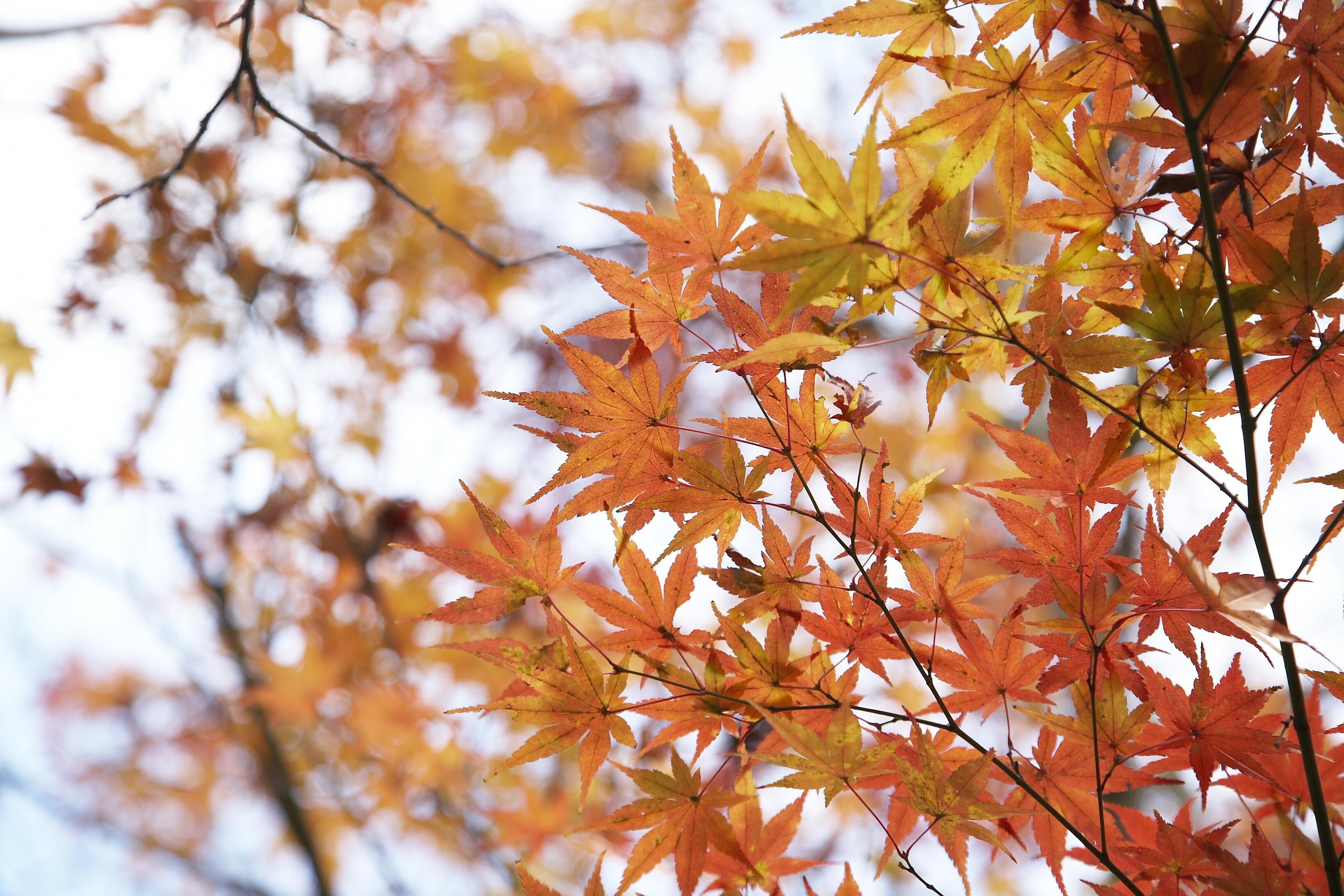 Grand Prince Hotel Shin Takanawa Tokyo Exterior photo Autumn leaves