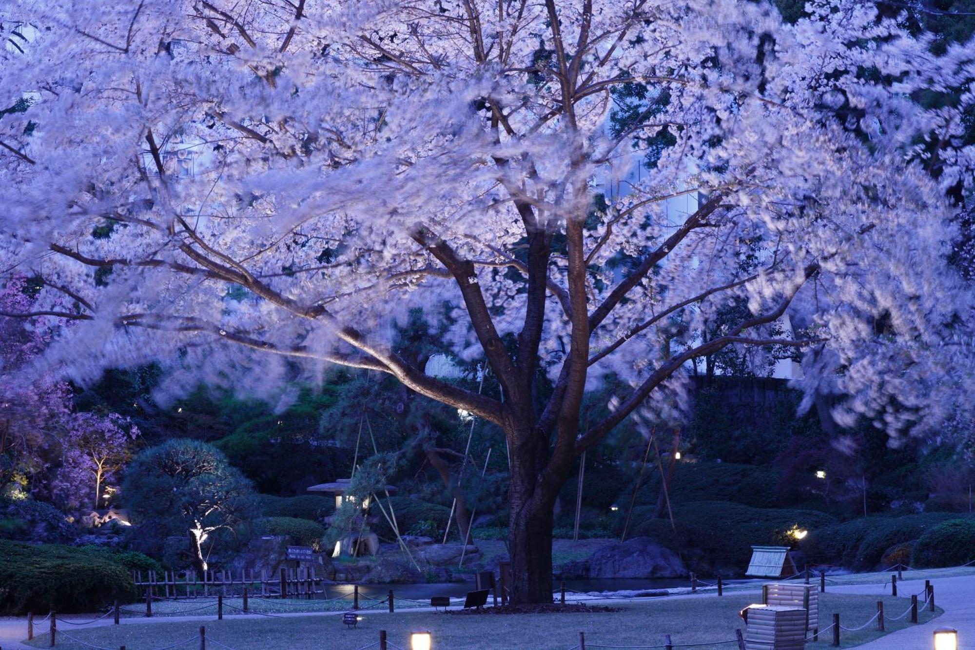 Grand Prince Hotel Shin Takanawa Tokyo Exterior photo Cherry blossoms at night